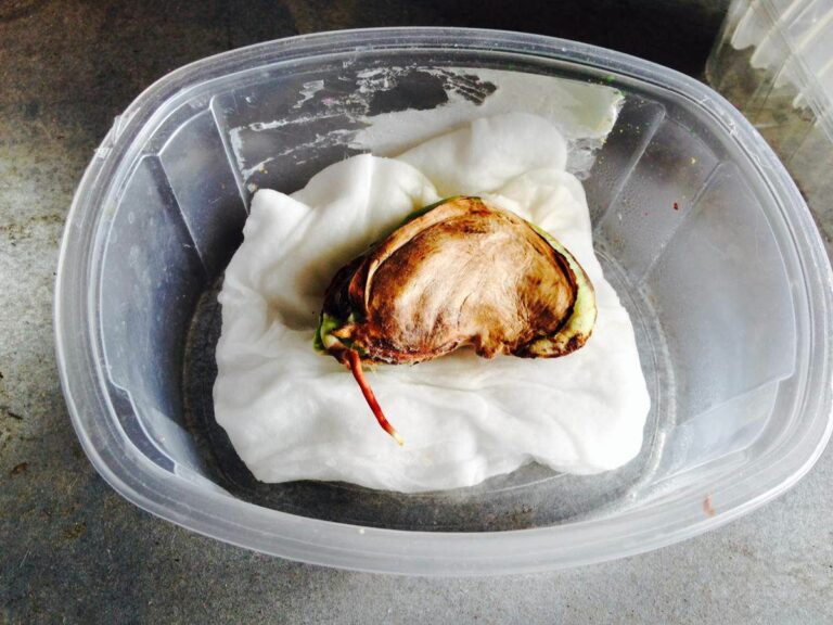 Comment faire germer une graine de mangue ?