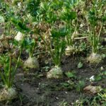 Comment faire grossir les boules de céleri rave ?