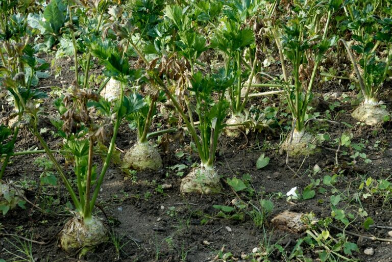 Comment faire grossir les boules de céleri rave ?
