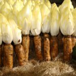 Comment faire grossir les racines d'endives ?