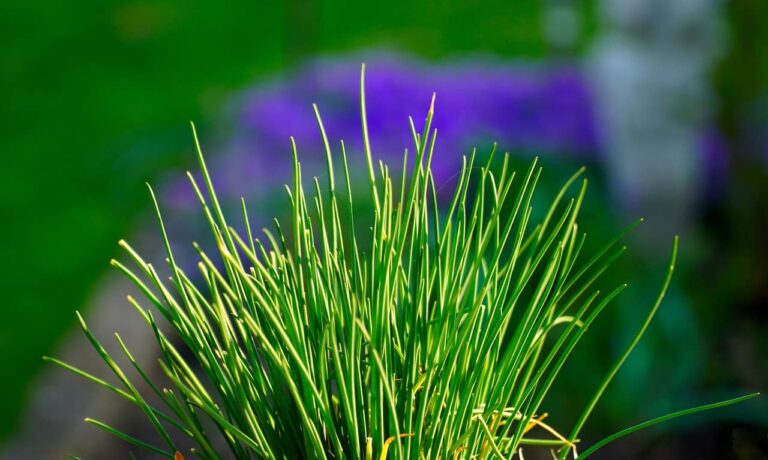 Comment faire grossir sa ciboulette ?