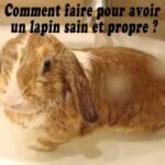 Comment faire mourir un lapin ?