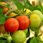 Comment faire mûrir des oranges vertes ?