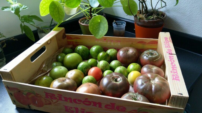 Comment faire mûrir des pommes vertes ? Comment faire mûrir des pommes vertes ?