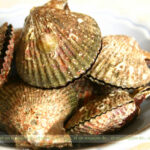 Comment faire ouvrir les pétoncles ?