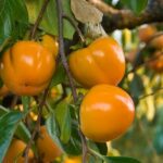 Comment faire partir l'astringence d'un kaki ?