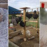 Comment faire plaisir à ses poules ?