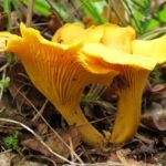 Comment faire pour nettoyer des girolles ?