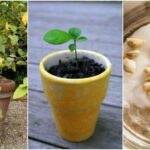 Comment faire pousser de la cive ?