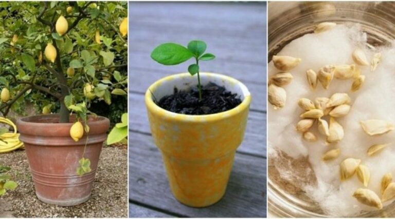 Comment faire pousser de la cive ?