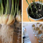 Comment faire pousser de l'oignon pays ?