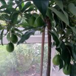 Comment faire pousser des avocats en France ?