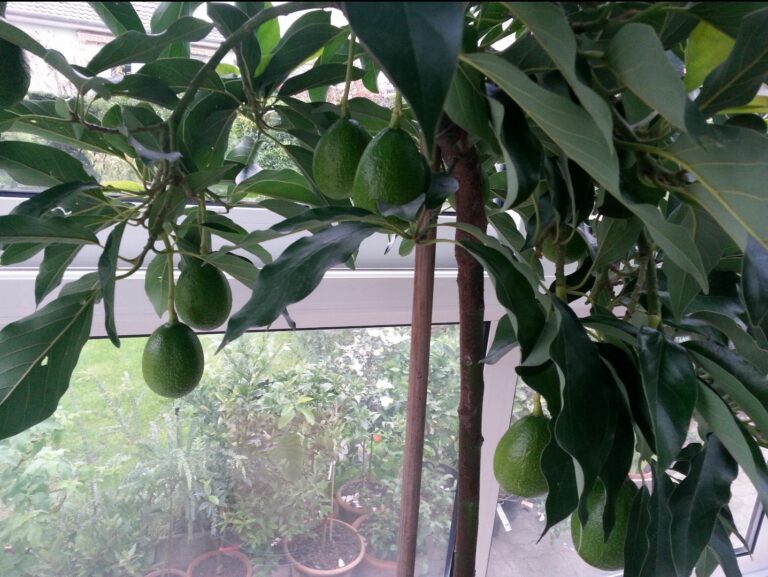 Comment faire pousser des avocats en France ? Comment faire pousser des avocats en France ?