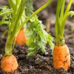 Comment faire pousser des carottes dans la maison ?