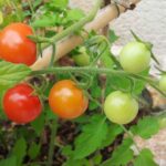 Comment faire pousser des cerises au Québec ?