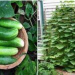 Comment faire pousser des concombres à la verticale ?