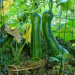 Comment faire pousser des courgettes en hauteur ?