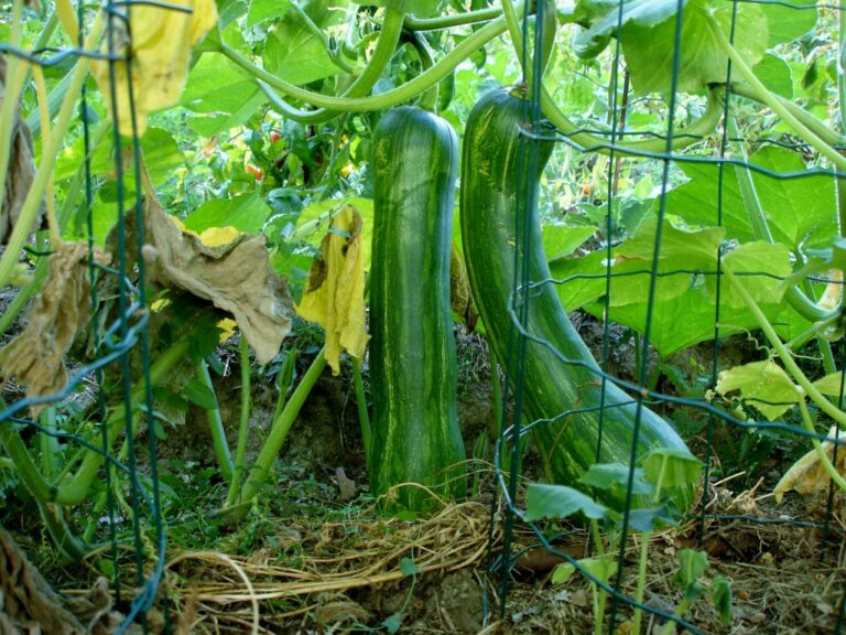 Comment faire pousser des courgettes en hauteur ? Comment faire pousser des courgettes en hauteur ?