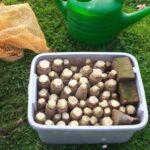 Comment faire pousser des endives dans une poubelle ?