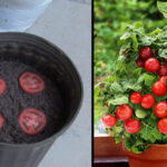 Comment faire pousser des graines de piment ?