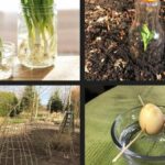 Comment faire pousser des plantes Ark ?