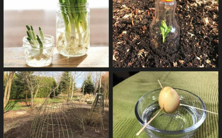 Comment faire pousser des plantes Ark ?