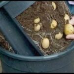 Comment faire pousser des pommes cannelle ?