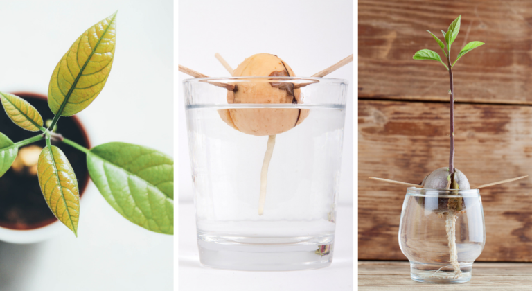 Comment faire pousser un noyau d’avocat ? Comment faire pousser un noyau d'avocat ?