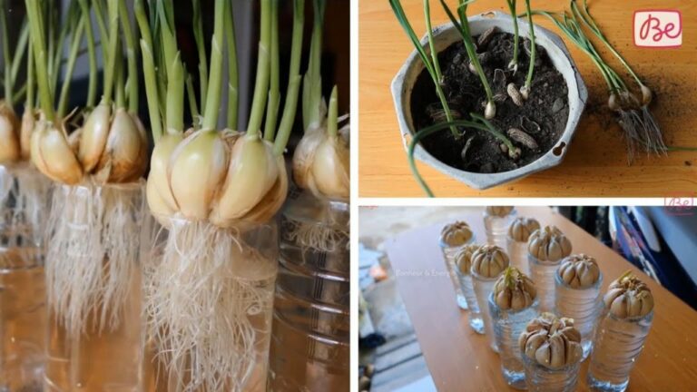 Comment faire pousser un oignon à la maison ? Comment faire pousser un oignon à la maison ?