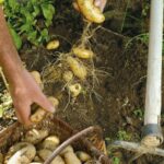 Comment faire ramollir des pommes ?