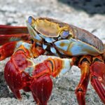 Comment faire réchauffer un homard congelé ?