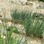 Comment faire repartir de La ciboulette ?