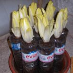Comment faire repousser les endives ?