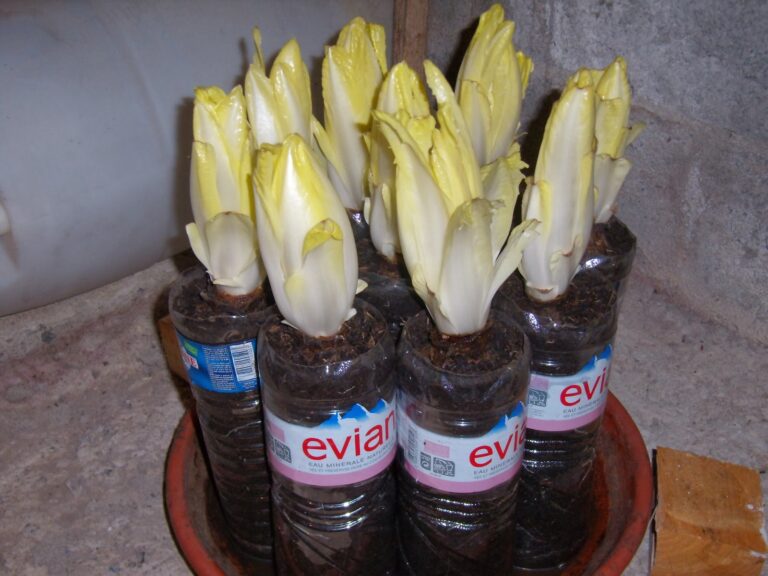 Comment faire repousser les endives ? Comment faire repousser les endives ?