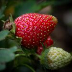 Comment faire ressortir le goût des fraises ?