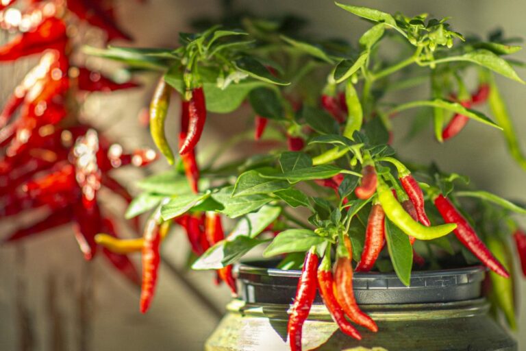 Comment faire sécher des piments naturellement ?