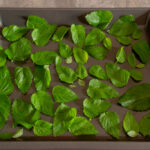 Comment faire sécher des pleurotes ?