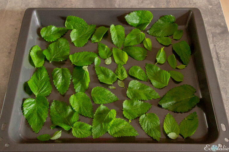 Comment faire sécher des pleurotes ? Comment faire sécher des pleurotes ?