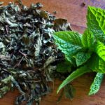 Comment faire sécher des primeveres ?