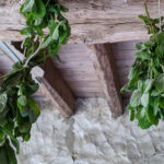 Comment faire sécher la myrte ?