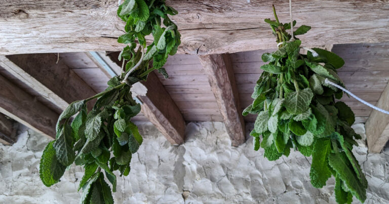 Comment faire sécher la myrte ? Comment faire sécher la myrte ?