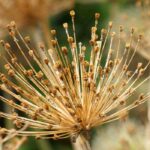 Comment faire sécher les fleurs de ciboulette ?