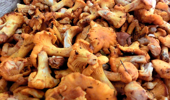 Comment faire sécher les girolles ?