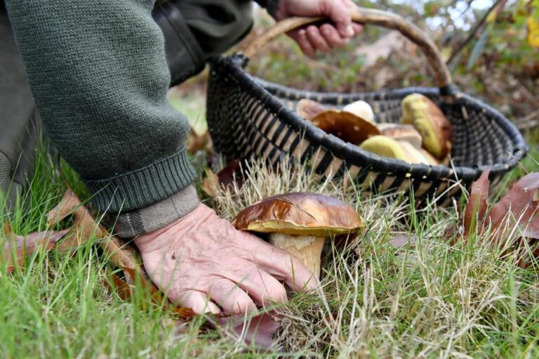 Comment faire sortir les vers des champignons ?