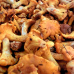 Comment faire suer des girolles ?