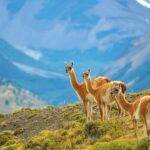 Comment faire un chili de concentration Ark ?