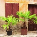 Comment faire un palmier en pâtisserie ?