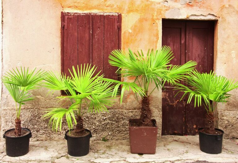 Comment faire un palmier en pâtisserie ?