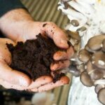 Comment faire une purée de champignons ?