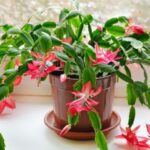 Comment fleurir son intérieur ?